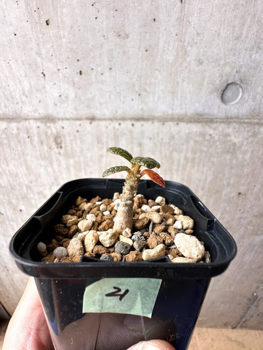 【現品限り】ドルステニア・ギガス 実生【C21】 Dorstenia gigas