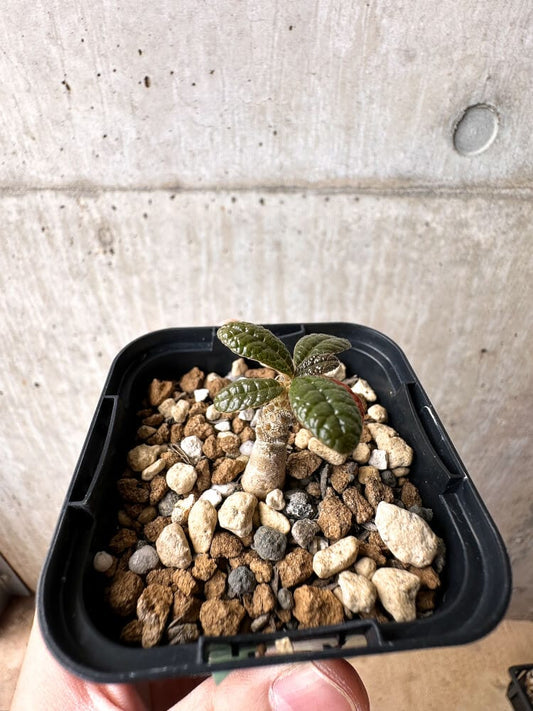 【現品限り】ドルステニア・ギガス 実生【C21】 Dorstenia gigas