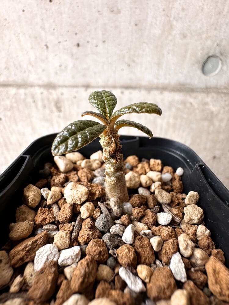 【現品限り】ドルステニア・ギガス 実生【C21】 Dorstenia gigas