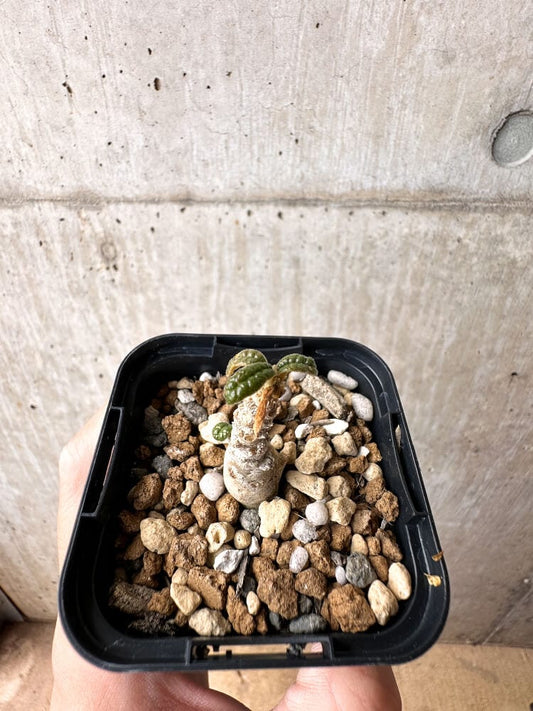 【現品限り】ドルステニア・ギガス 実生【C22】 Dorstenia gigas