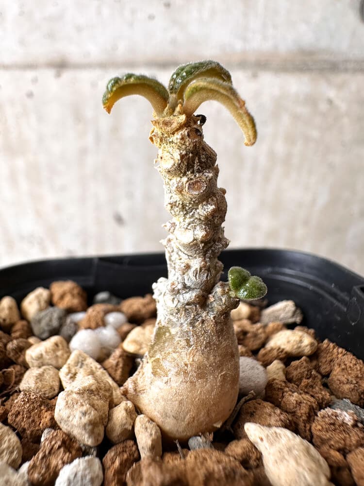 現品限り】ドルステニア・ギガス 実生【C22】 Dorstenia gigas 塊根
