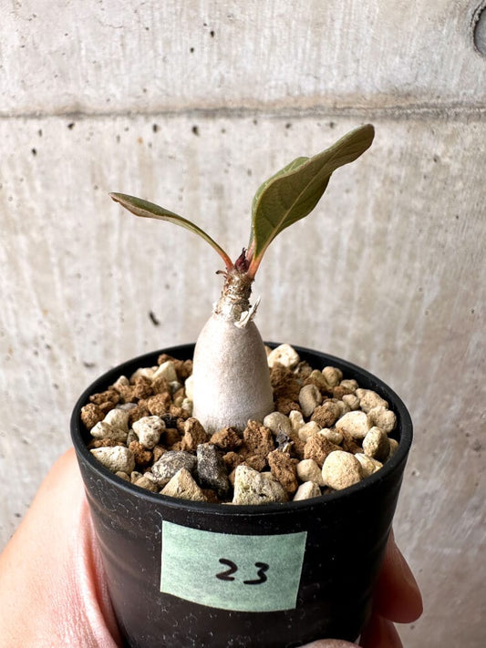 【現品限り】アデニウム・ソコトラナム 実生【C23】 Adenium socotranum