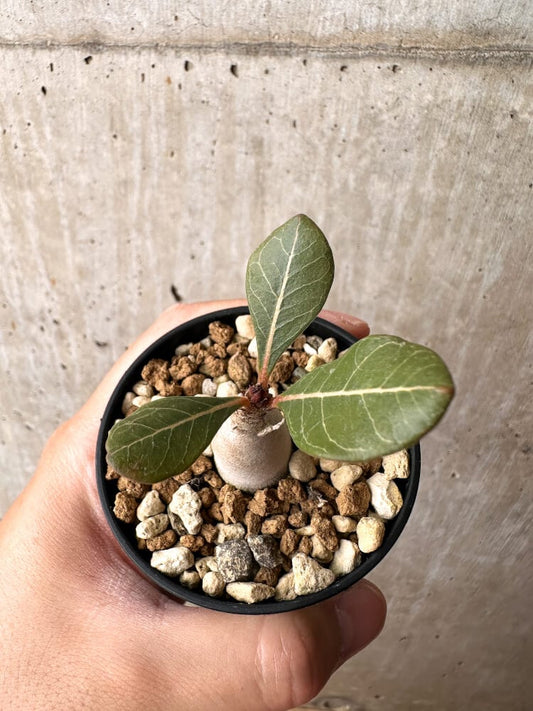 【現品限り】アデニウム・ソコトラナム 実生【C23】 Adenium socotranum