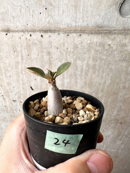 【現品限り】アデニウム・ソコトラナム 実生【C24】 Adenium socotranum