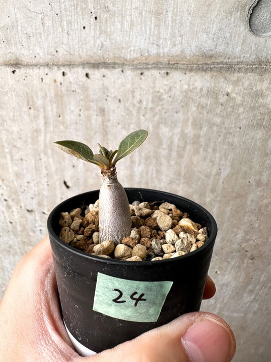 【現品限り】アデニウム・ソコトラナム 実生【C24】 Adenium socotranum