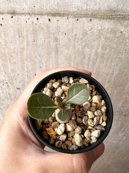 【現品限り】アデニウム・ソコトラナム 実生【C24】 Adenium socotranum