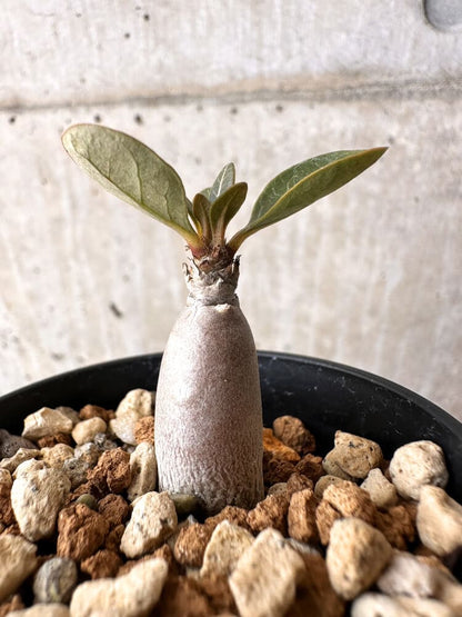 【現品限り】アデニウム・ソコトラナム 実生【C24】 Adenium socotranum