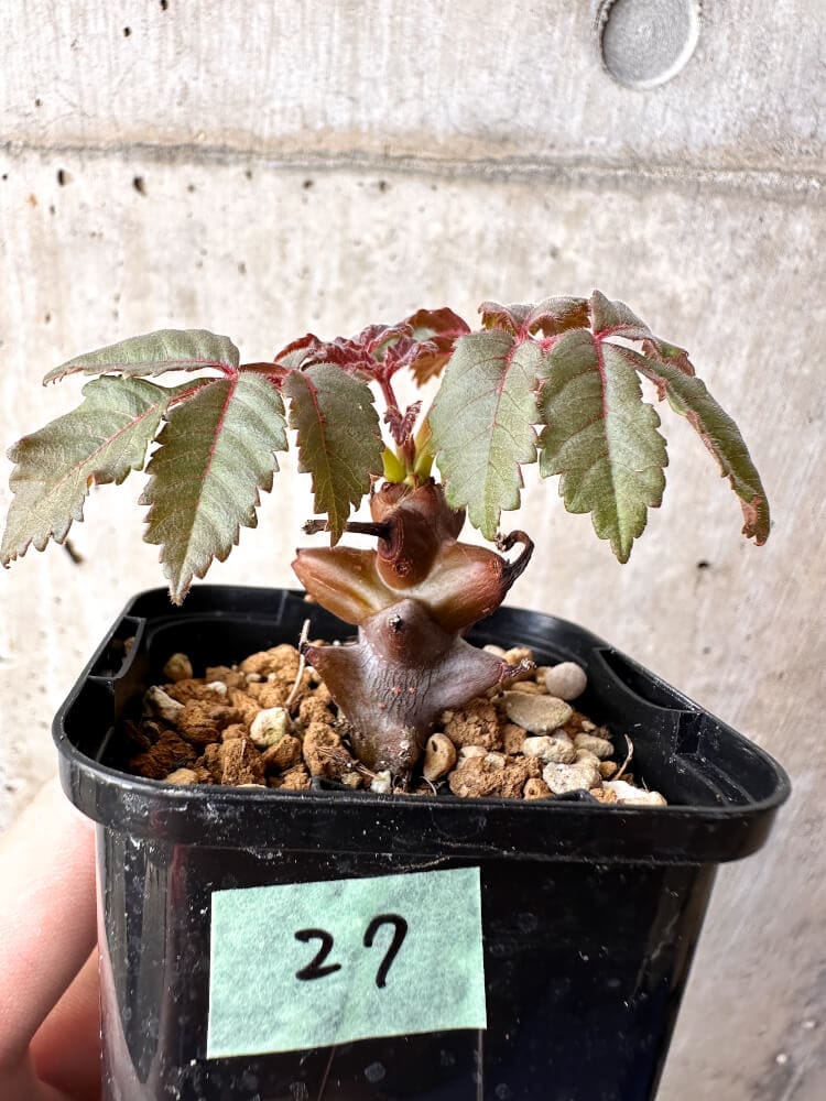 【現品限り】ベイセリア・メキシカーナ【C27】 Beiselia mexicana