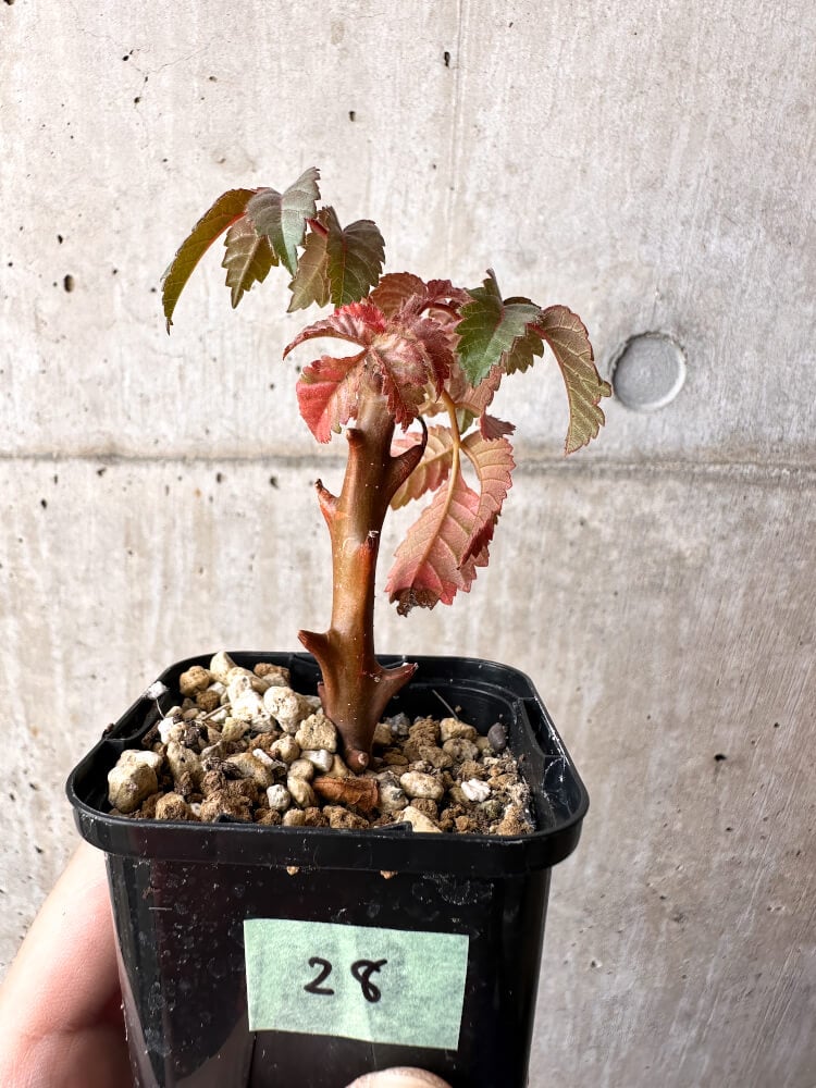 【現品限り】ベイセリア・メキシカーナ【C28】 Beiselia mexicana