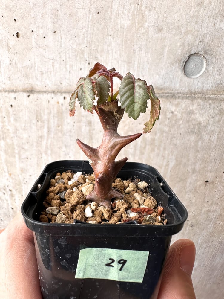 現品限り】ベイセリア・メキシカーナ【C29】 Beiselia mexicana 塊根