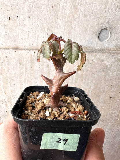 【現品限り】ベイセリア・メキシカーナ【C29】 Beiselia mexicana