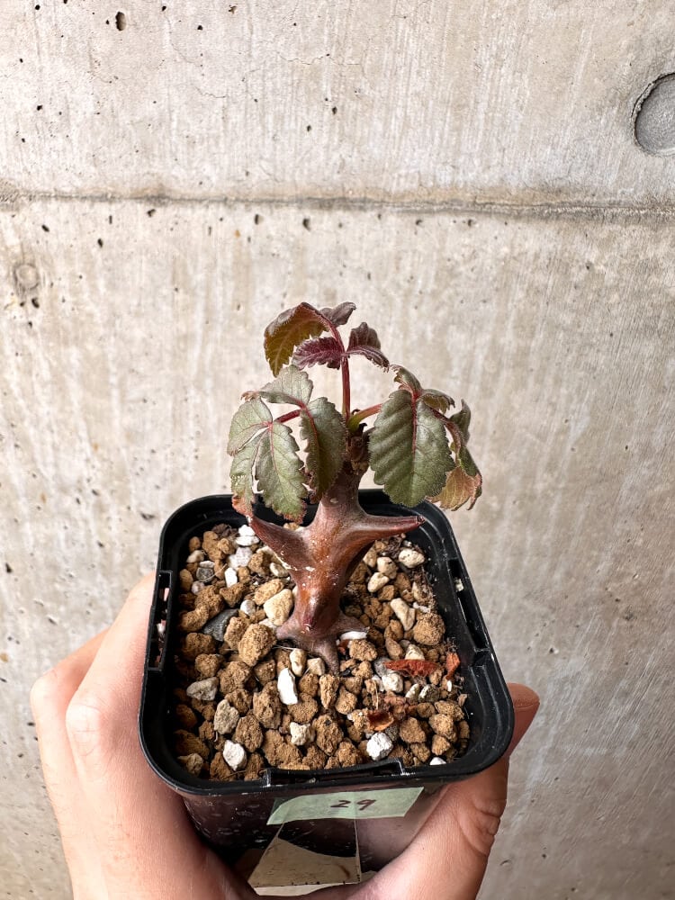 【現品限り】ベイセリア・メキシカーナ【C29】 Beiselia mexicana