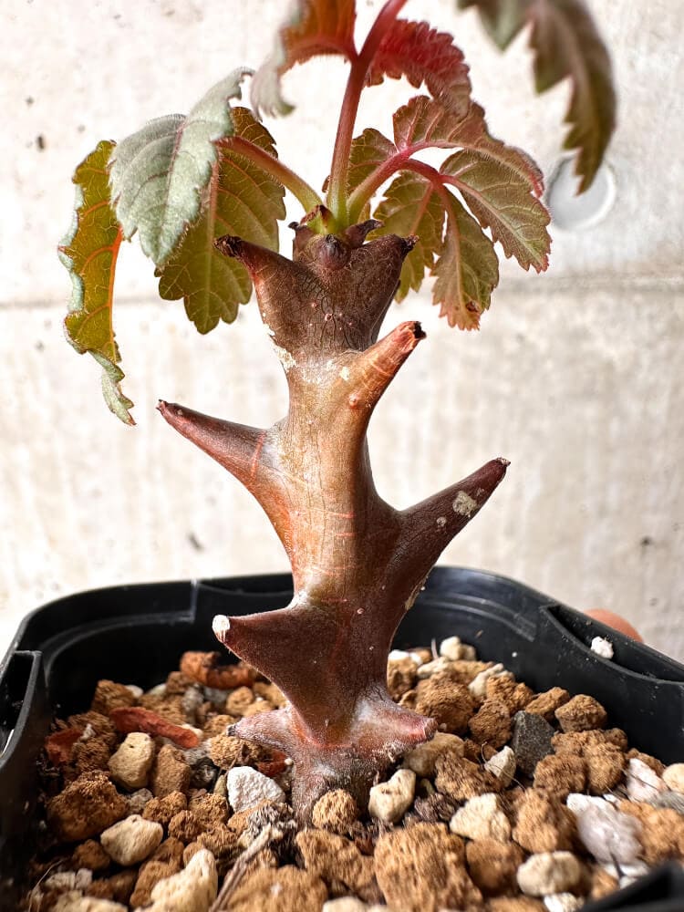 【現品限り】ベイセリア・メキシカーナ【C29】 Beiselia mexicana