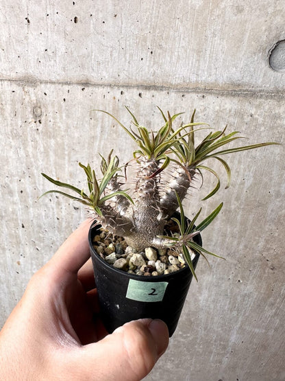 【現品限り】パキポディウム・グラキリス 実生【C2】 Pachypodium gracilius