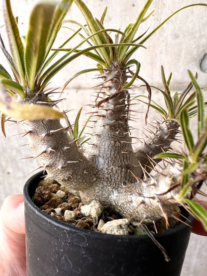 【現品限り】パキポディウム・グラキリス 実生【C2】 Pachypodium gracilius