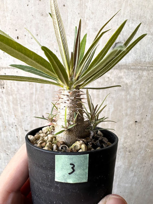 【現品限り】パキポディウム・グラキリス 実生【C3】 Pachypodium gracilius