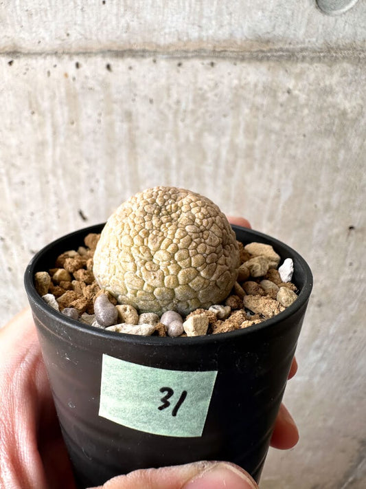 【現品限り】プセウドリトス・ミギウルティヌス【C31】 Pseudolithos migiurtinus