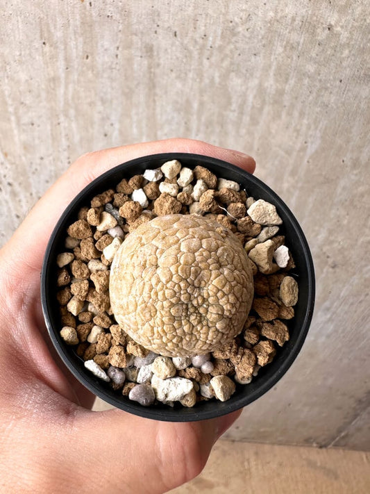 【現品限り】プセウドリトス・ミギウルティヌス【C31】 Pseudolithos migiurtinus