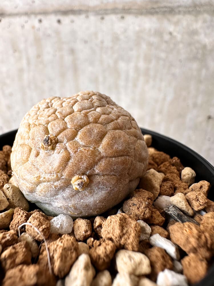 【現品限り】プセウドリトス・ミギウルティヌス【C31】 Pseudolithos migiurtinus