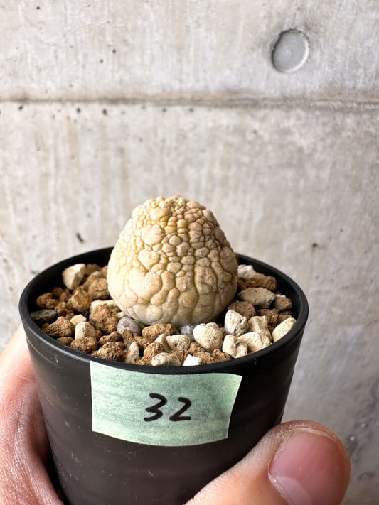 【現品限り】プセウドリトス・ミギウルティヌス【C32】 Pseudolithos migiurtinus