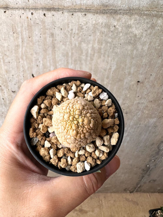 【現品限り】プセウドリトス・ミギウルティヌス【C32】 Pseudolithos migiurtinus