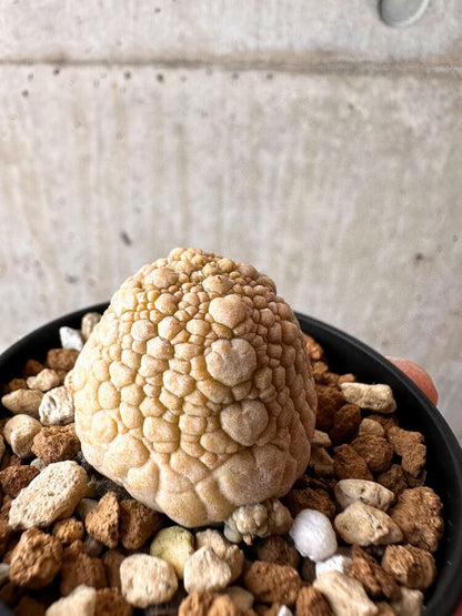【現品限り】プセウドリトス・ミギウルティヌス【C32】 Pseudolithos migiurtinus