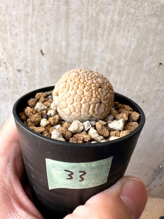 【現品限り】プセウドリトス・ミギウルティヌス【C33】 Pseudolithos migiurtinus