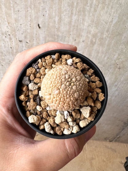 【現品限り】プセウドリトス・ミギウルティヌス【C33】 Pseudolithos migiurtinus