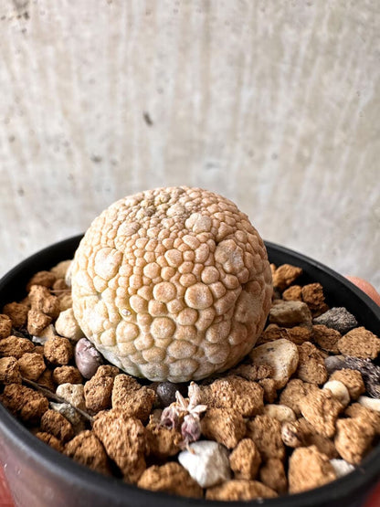 【現品限り】プセウドリトス・ミギウルティヌス【C33】 Pseudolithos migiurtinus