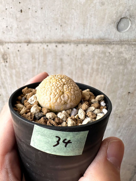 【現品限り】プセウドリトス・ミギウルティヌス【C34】 Pseudolithos migiurtinus