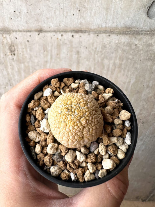 【現品限り】プセウドリトス・ミギウルティヌス【C34】 Pseudolithos migiurtinus
