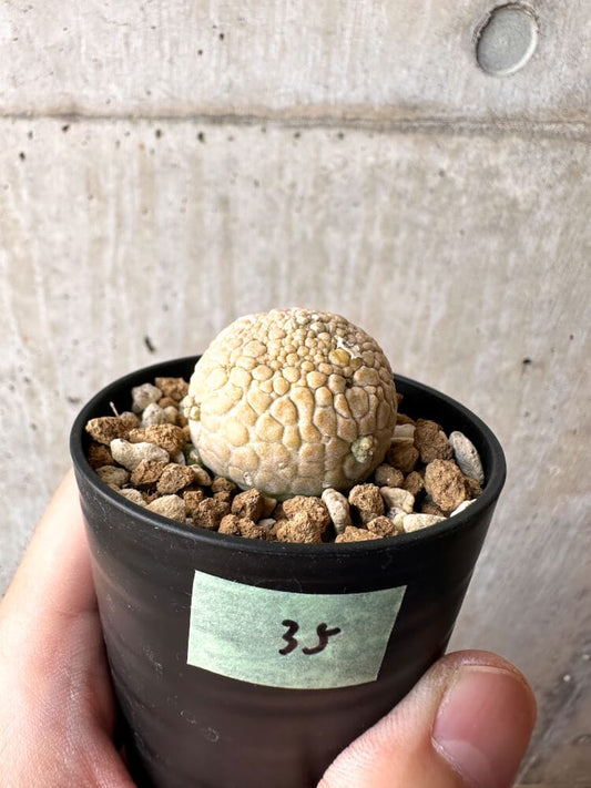 【現品限り】プセウドリトス・ミギウルティヌス【C35】 Pseudolithos migiurtinus
