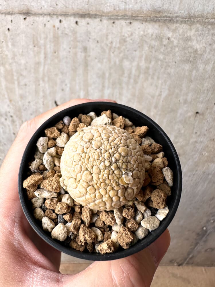 【現品限り】プセウドリトス・ミギウルティヌス【C35】 Pseudolithos migiurtinus