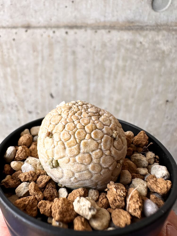 【現品限り】プセウドリトス・ミギウルティヌス【C35】 Pseudolithos migiurtinus