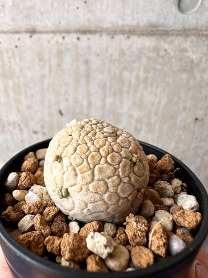 【現品限り】プセウドリトス・ミギウルティヌス【C35】 Pseudolithos migiurtinus