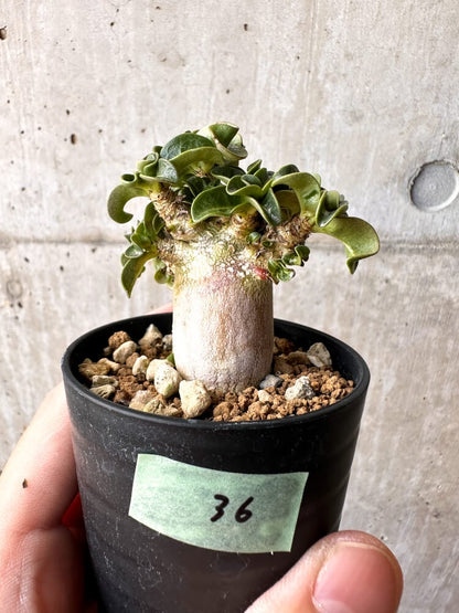 【現品限り】アデニウム・DHA 葉巻【C36】 Adenium DHA