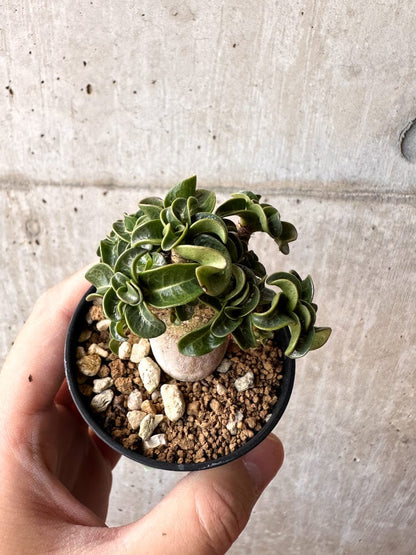 【現品限り】アデニウム・DHA 葉巻【C36】 Adenium DHA