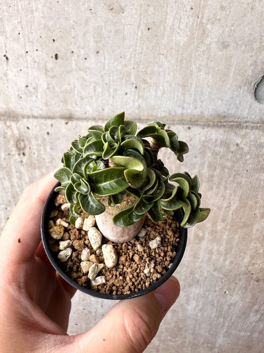 【現品限り】アデニウム・DHA 葉巻【C36】 Adenium DHA