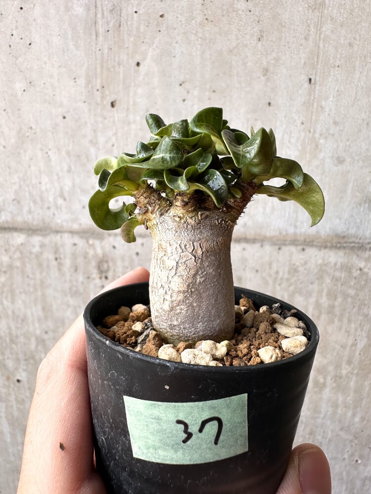 【現品限り】アデニウム・DHA 葉巻【C37】 Adenium DHA