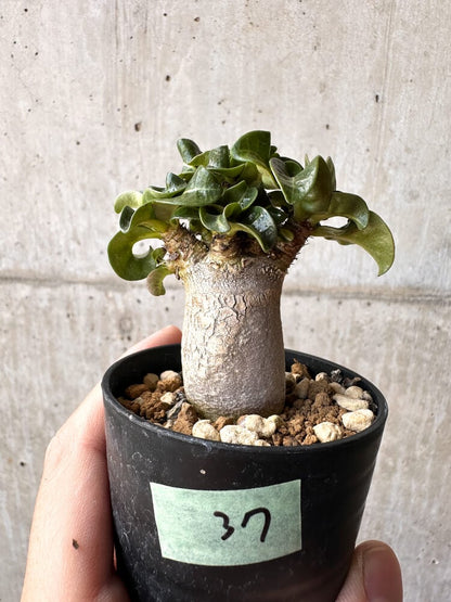 【現品限り】アデニウム・DHA 葉巻【C37】 Adenium DHA