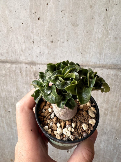 【現品限り】アデニウム・DHA 葉巻【C37】 Adenium DHA