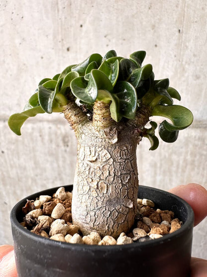 【現品限り】アデニウム・DHA 葉巻【C37】 Adenium DHA