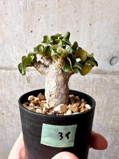 【現品限り】アデニウム・DHA 葉巻【C38】 Adenium DHA