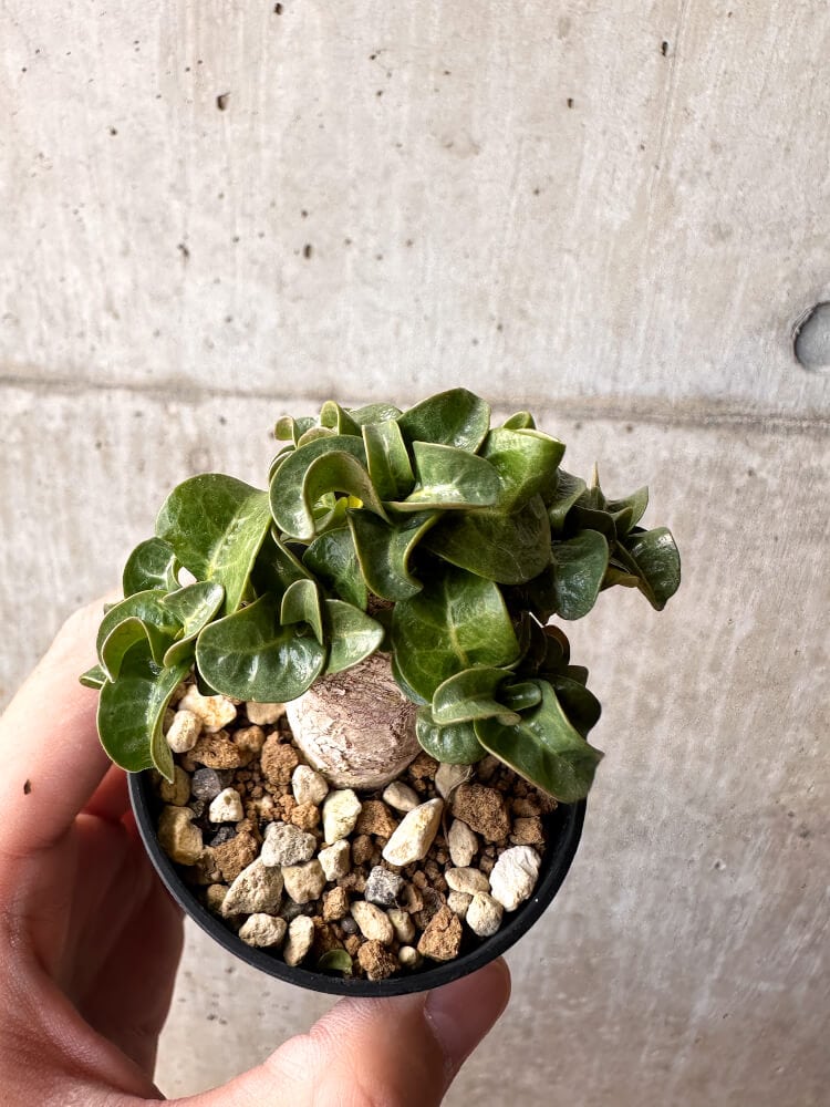 【現品限り】アデニウム・DHA 葉巻【C38】 Adenium DHA