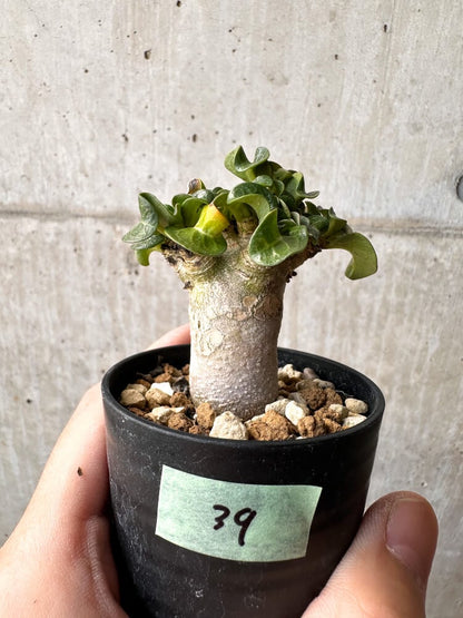【現品限り】アデニウム・DHA 葉巻【C39】 Adenium DHA