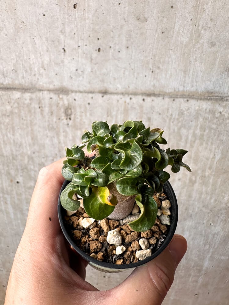 【現品限り】アデニウム・DHA 葉巻【C39】 Adenium DHA