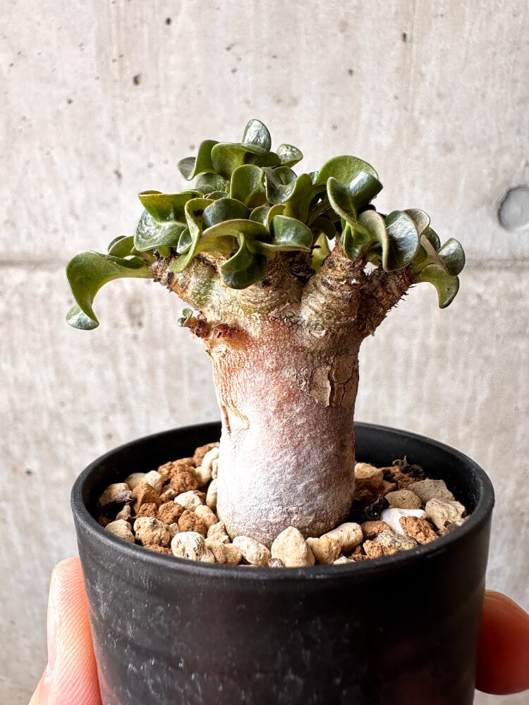 【現品限り】アデニウム・DHA 葉巻【C39】 Adenium DHA