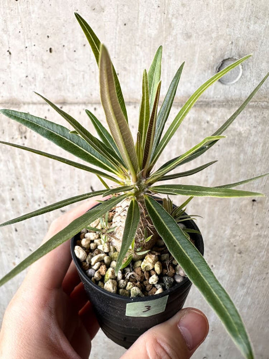 【現品限り】パキポディウム・グラキリス 実生【C3】 Pachypodium gracilius