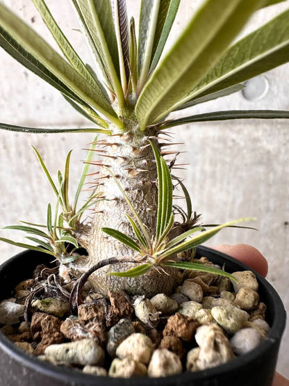 【現品限り】パキポディウム・グラキリス 実生【C3】 Pachypodium gracilius