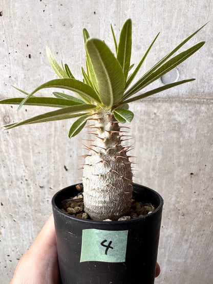【現品限り】パキポディウム・グラキリス 実生【C4】 Pachypodium gracilius